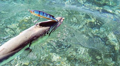 Barracuda Offshore