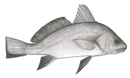 Corvina e Giunco