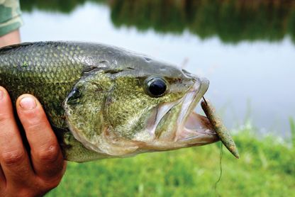 Weedless - Nudo e Crudo