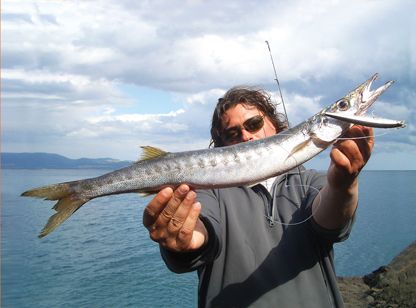 Barracuda in Vacanza