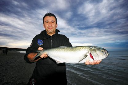 Pesce Serra - Cambio di Stagione