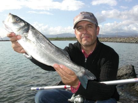 Sardine, Granchi e Gamberetti