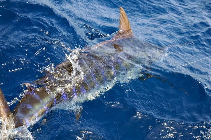 I Billfish de La Guaira